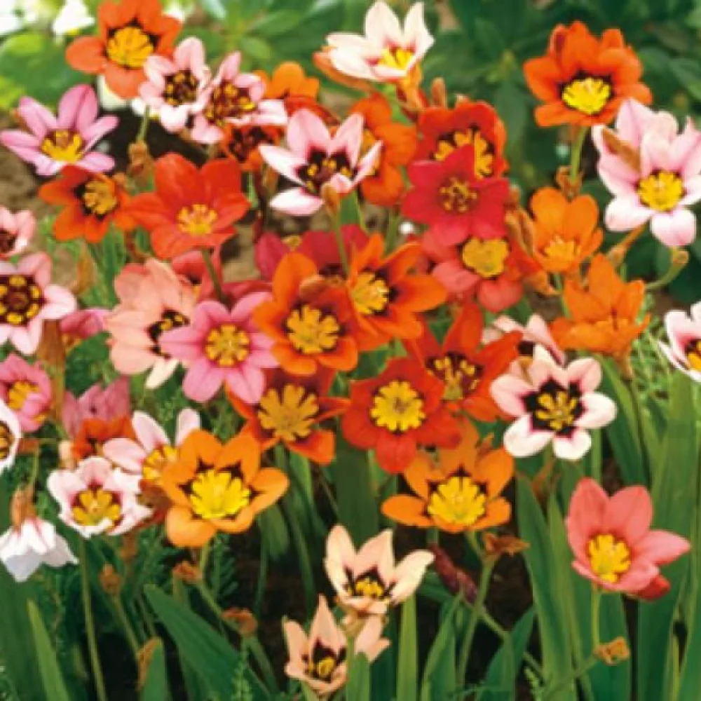 Sparaxis mixed (pestrá zmes)