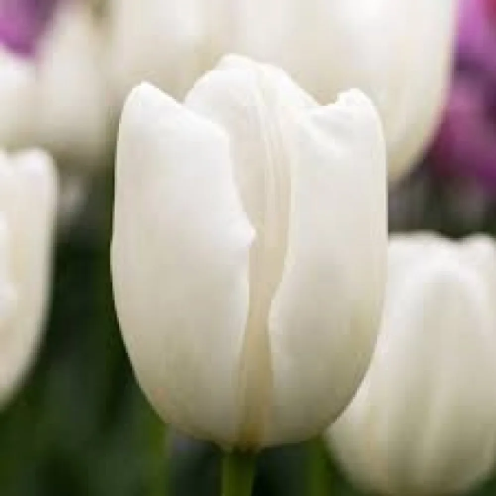 Tulipán Hakuun (biely)