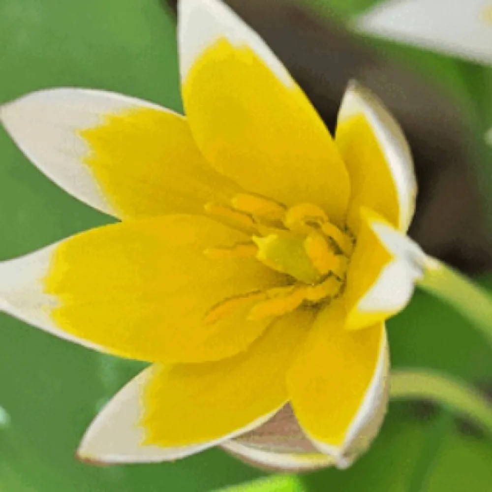Tulipán Tarda Dasystemon (nízky)