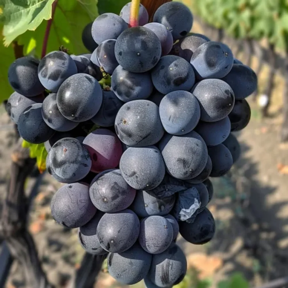 Vinič odroda Tangra - bezsemenná stolová odroda hrozna