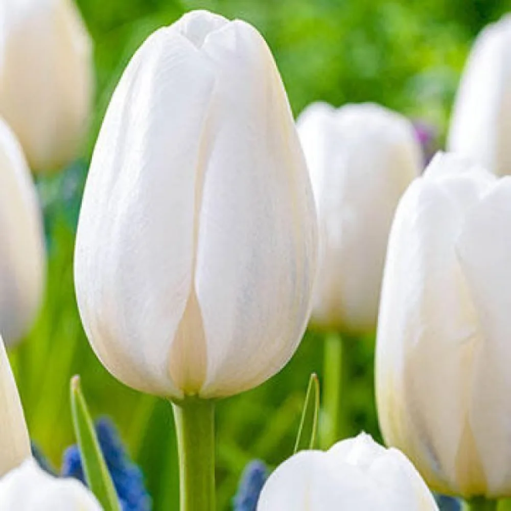 Tulipán Clearwater (červený)