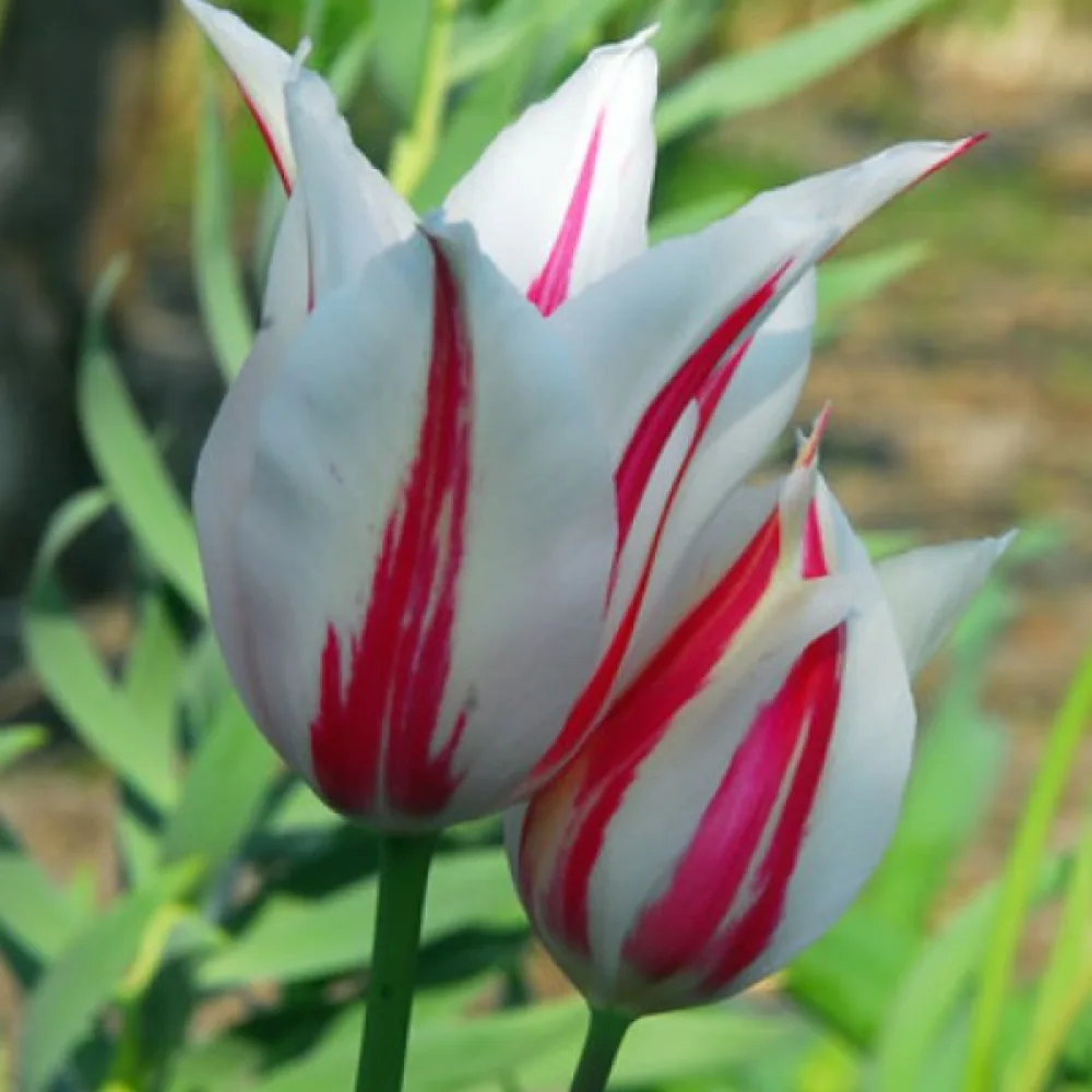 Tulipán Marilyn (červený)