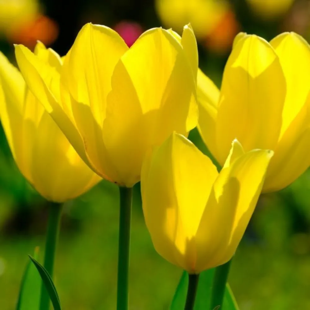 Tulipán Candela (žltý)