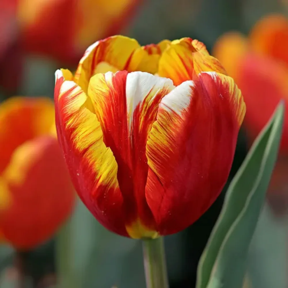 Tulipán Dow Jones (žltý)