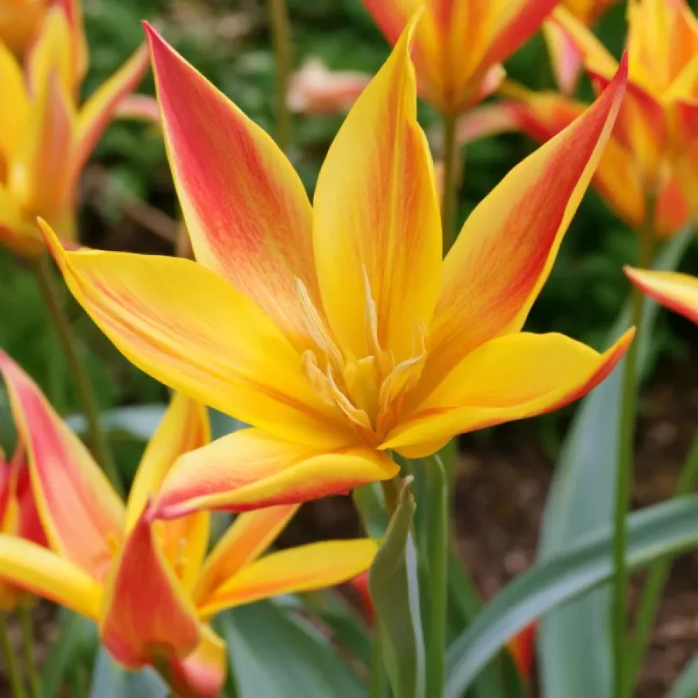 Tulipán Kolpakowskiana (žltý)