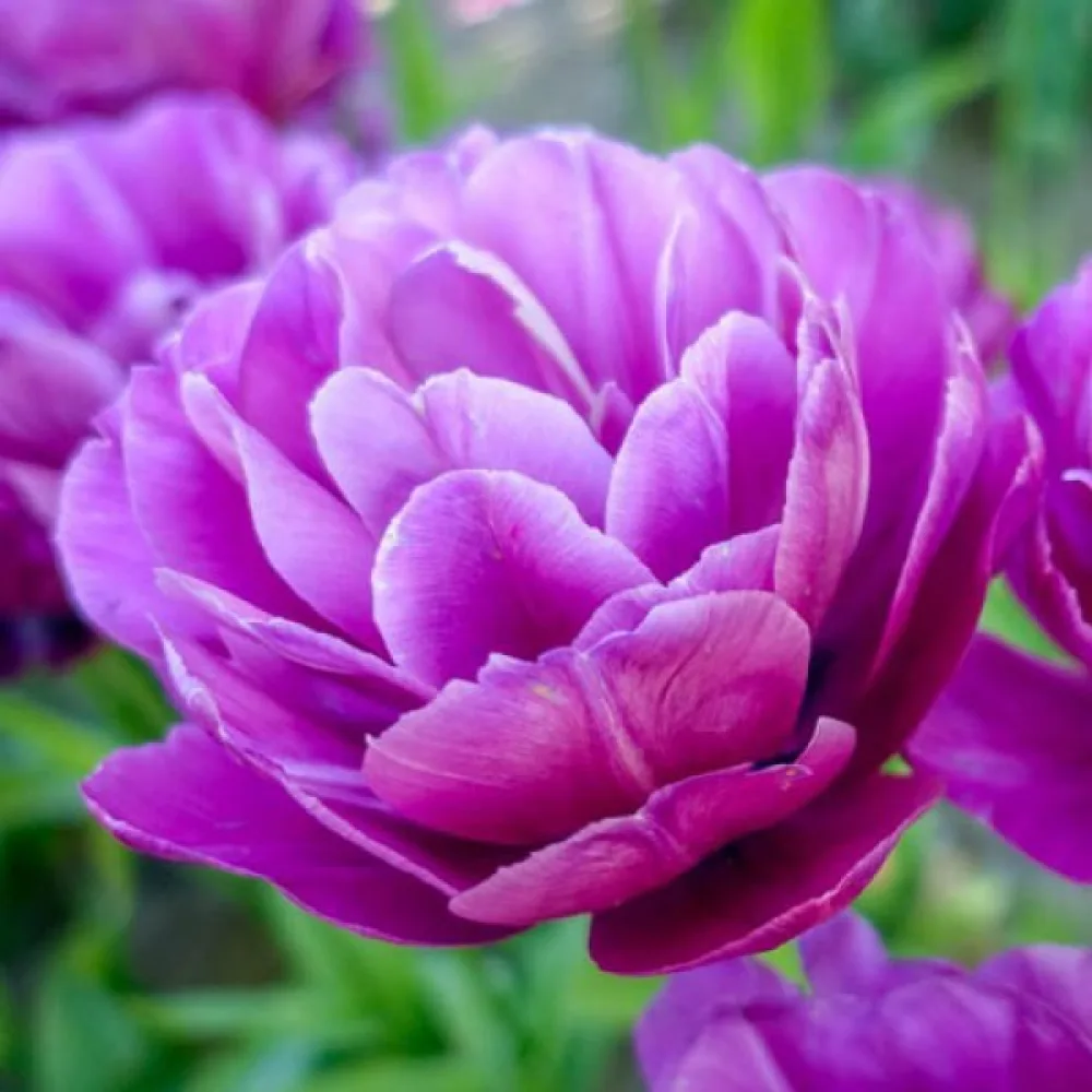 Tulipán Blue spectacle (fialový)