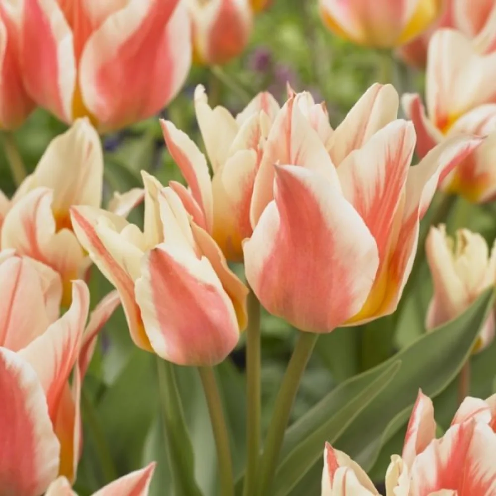 Tulipán Quebec (biely)