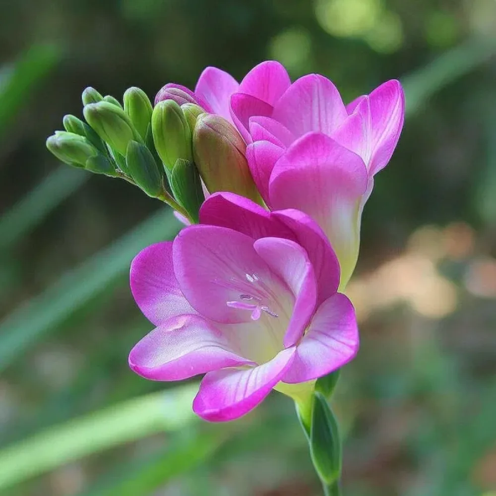 Frézia Pink Single (ružová)