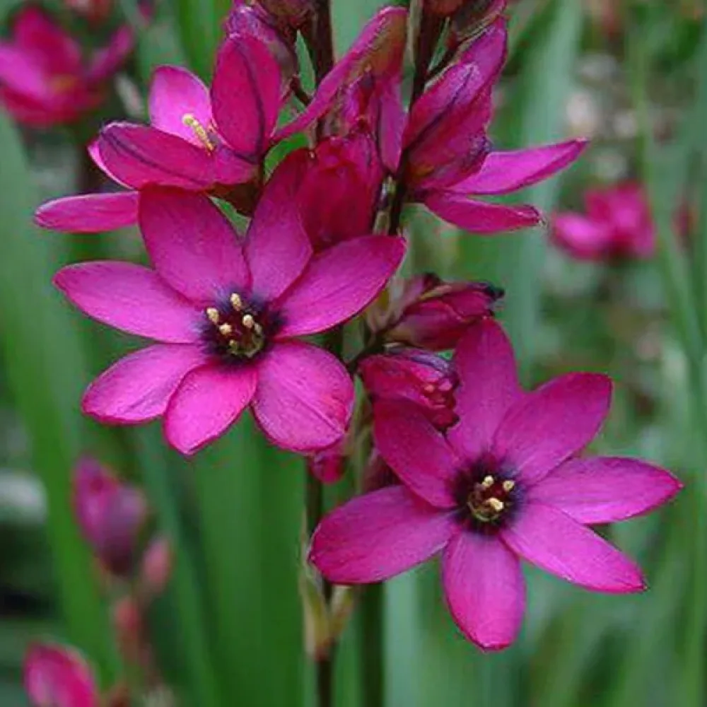 Ixia Mabel (ružová)