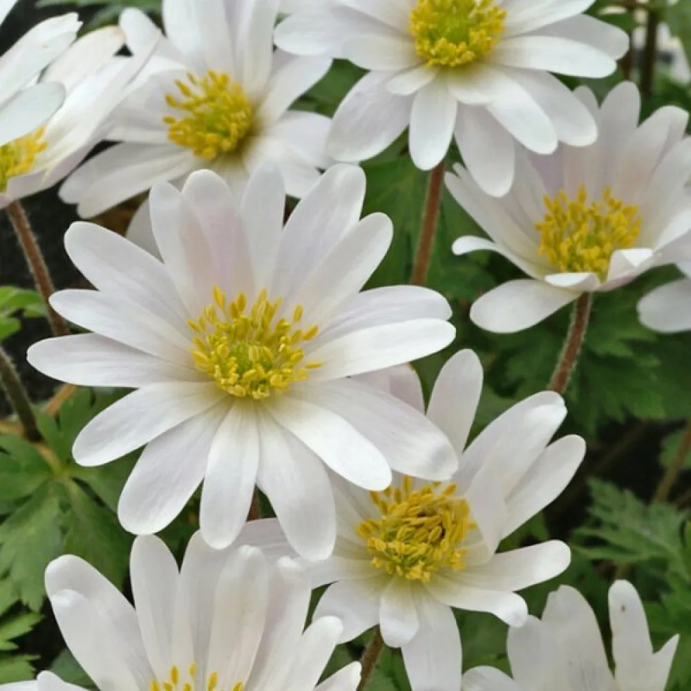Sasanka White Splendor Blanda (biela)