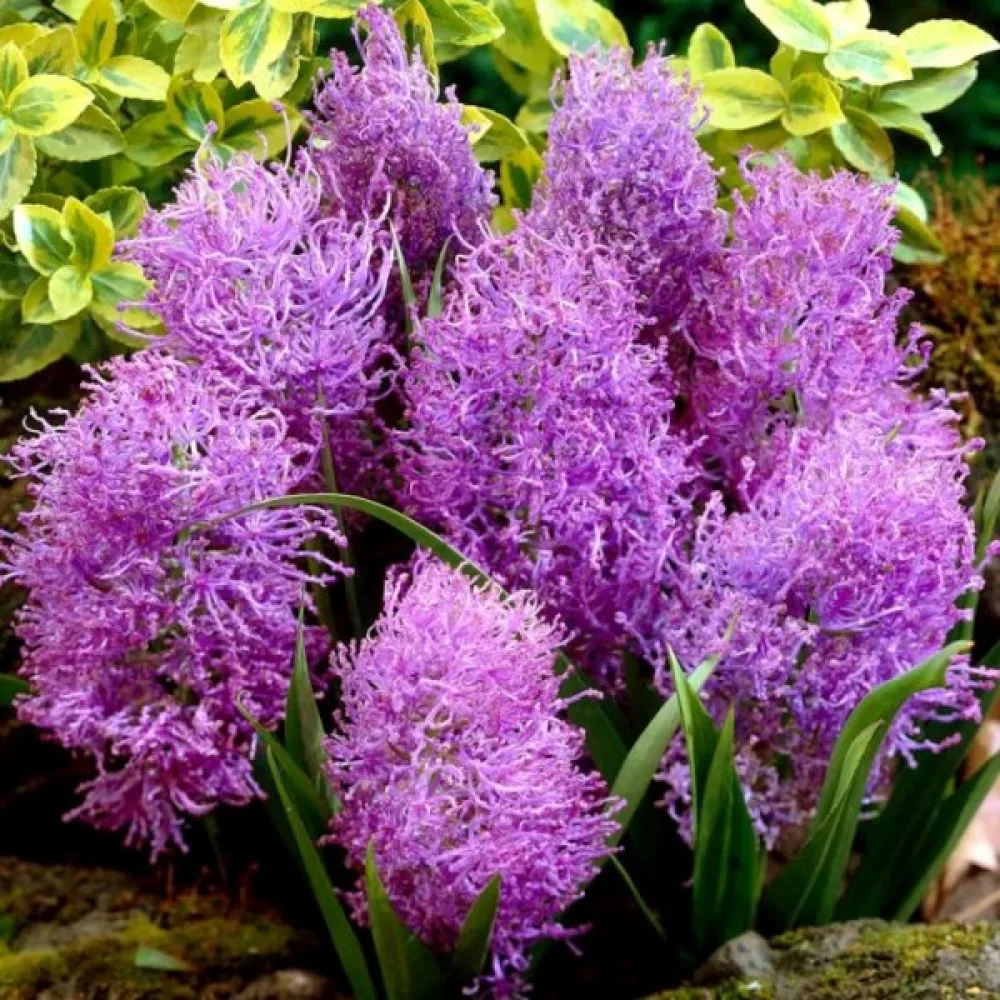 Modrica Comosum Plumosum (fialová)