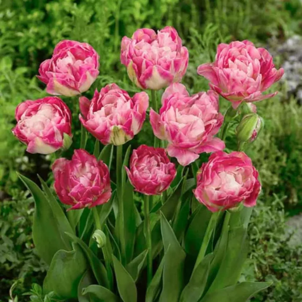 Tulipán Double Sugar