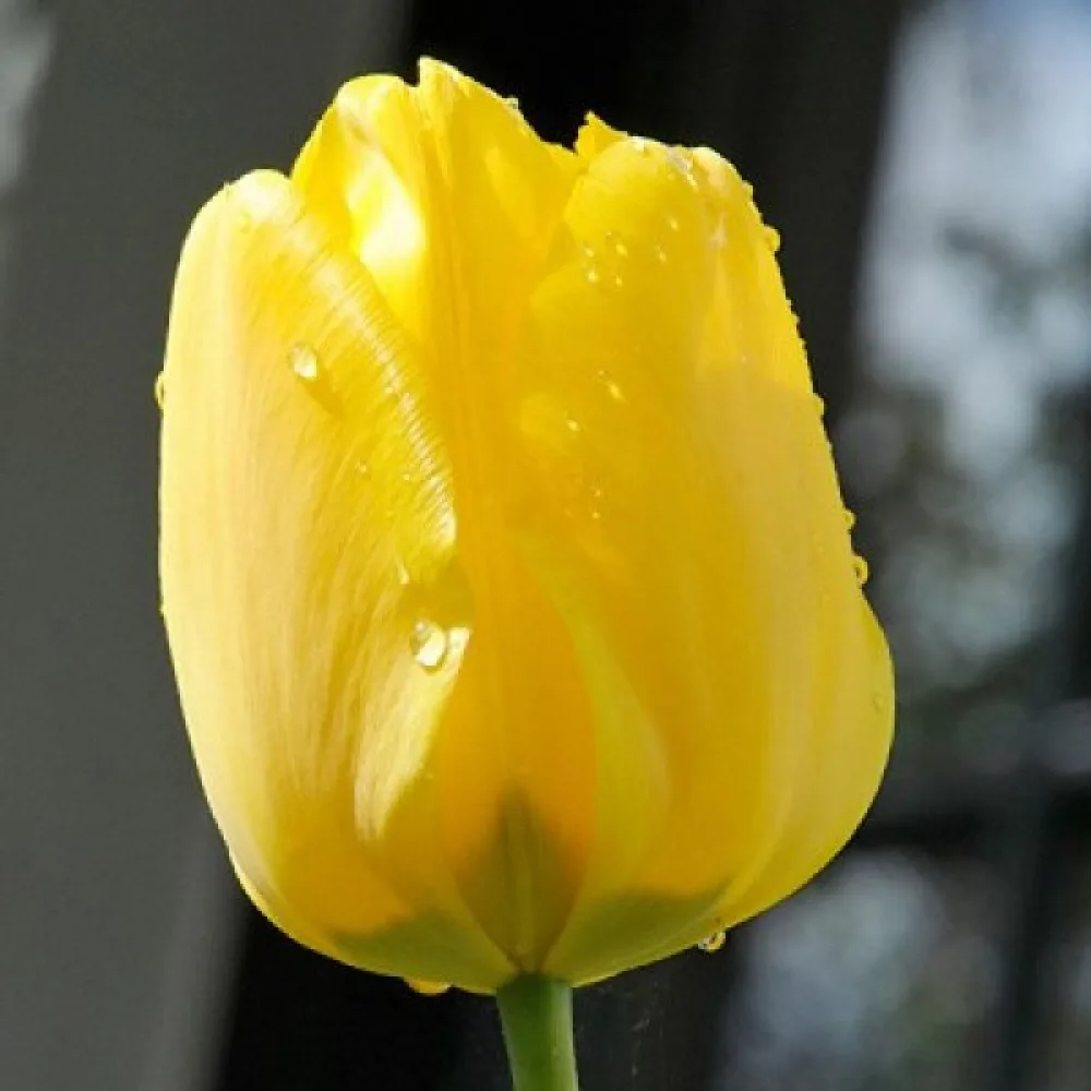 Tulipán Jan van Nes (žltý)