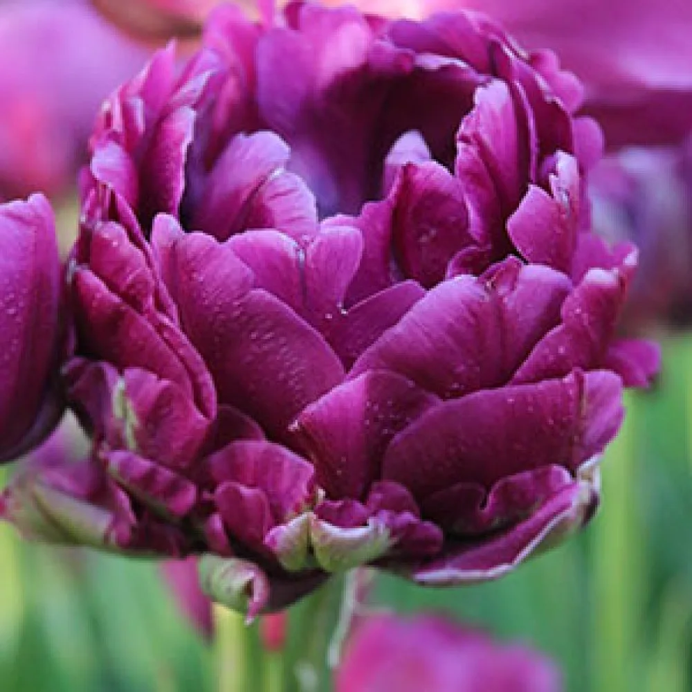 Tulipán Negrita Double