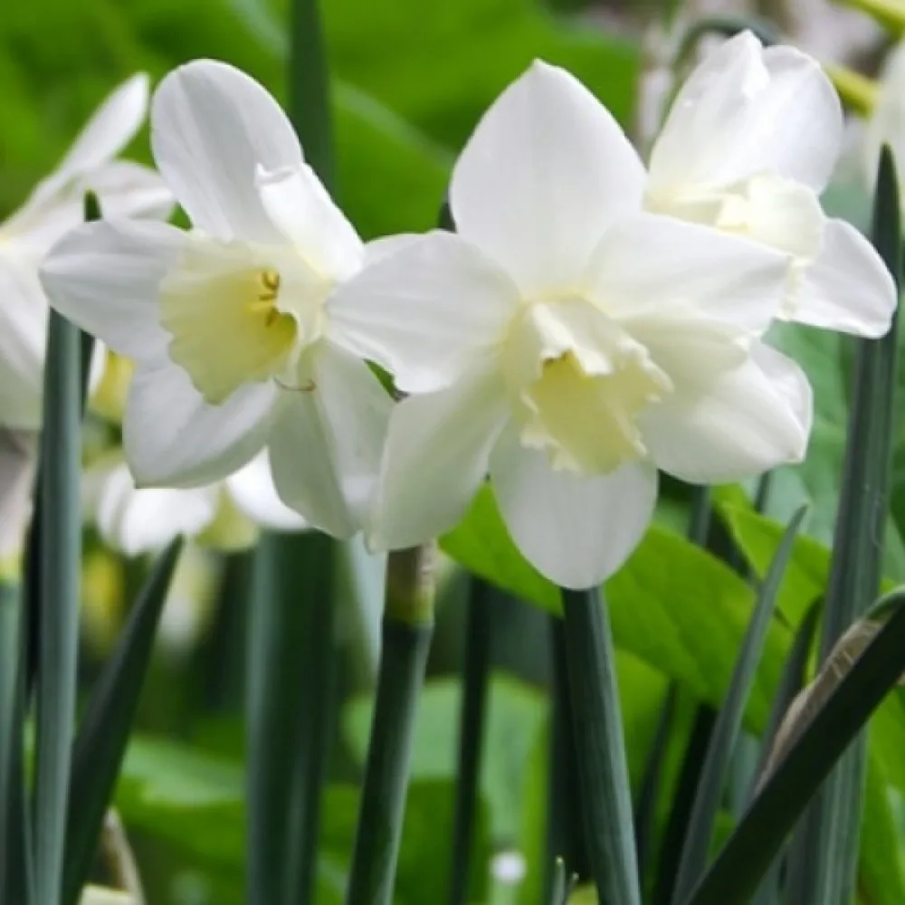 Narcis Pueblo (krémový)