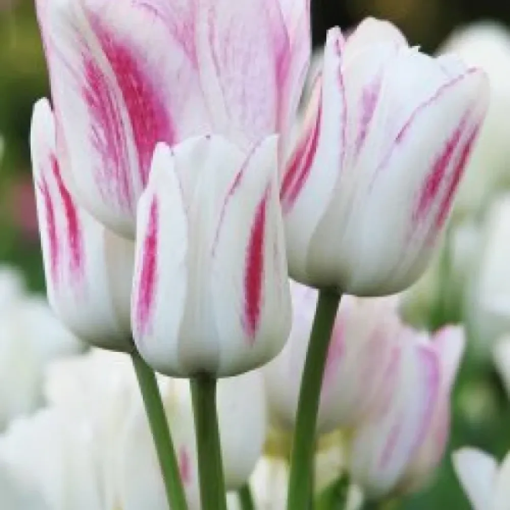 Tulipán Candy Club