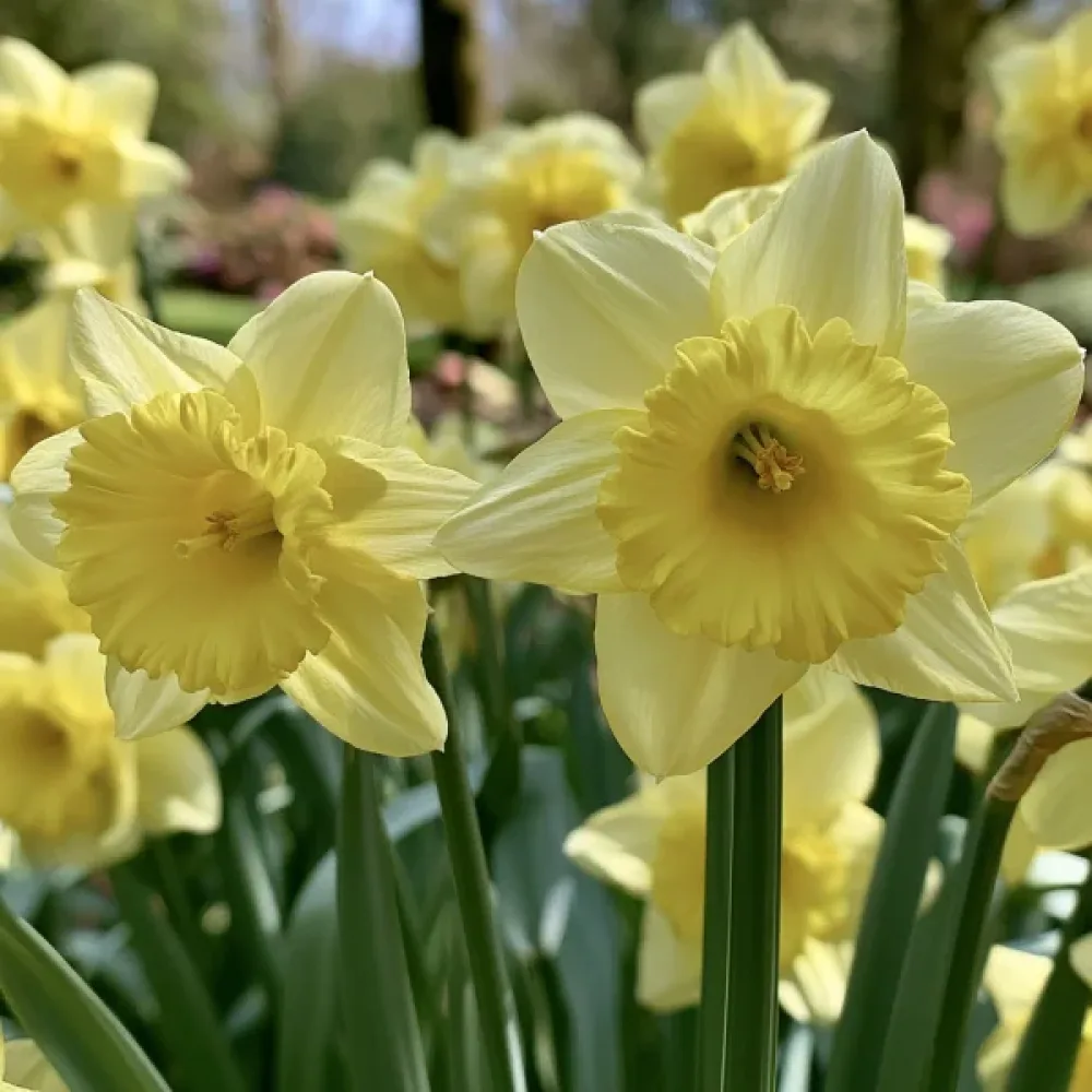 Narcis Pacific Hunter (krémový)