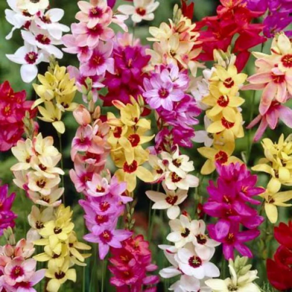 Ixia mixed (pestrá zmes)