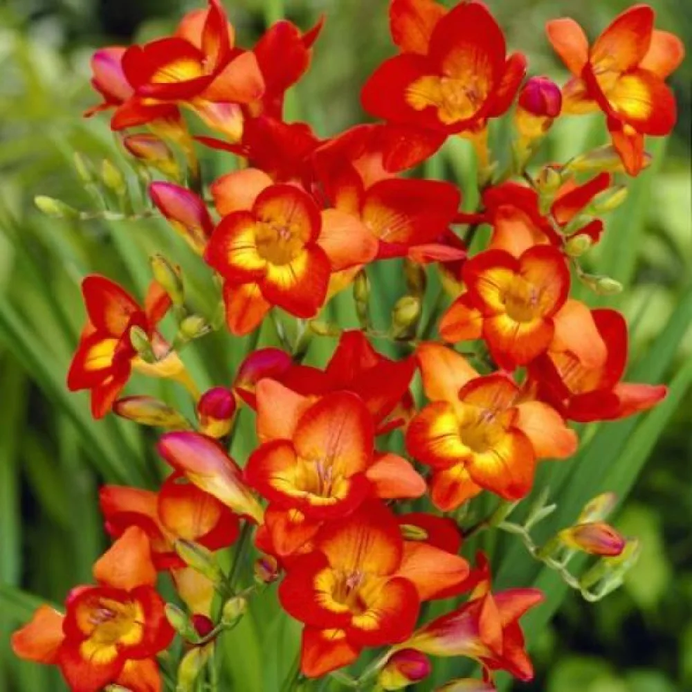 Frézia Single red (červená jednoduchá)
