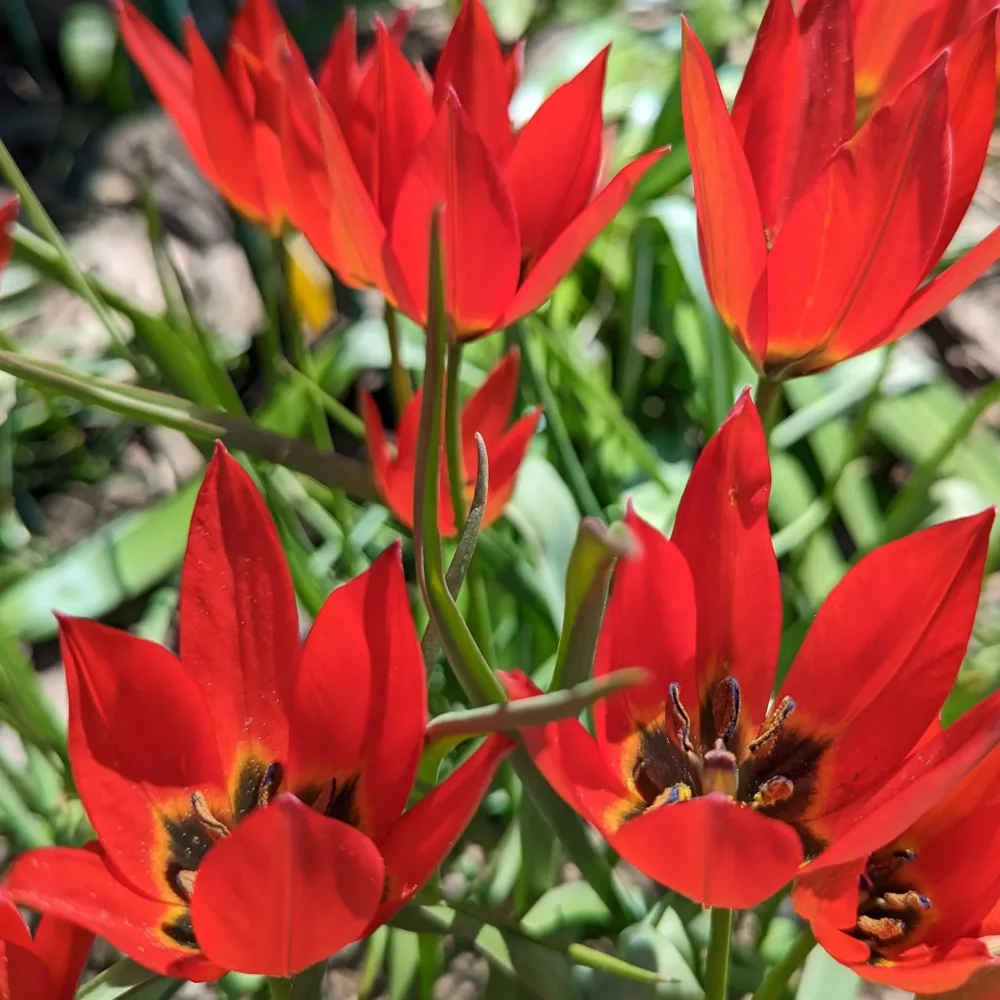 Tulipán Lizzy (ružový)