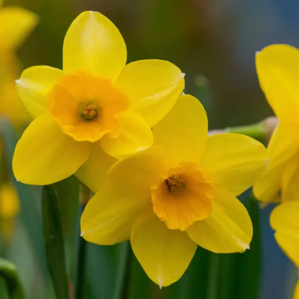 Narcis Barenwyn (krémový)