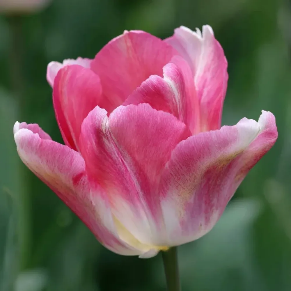 Tulipán Dynasty (ružový)