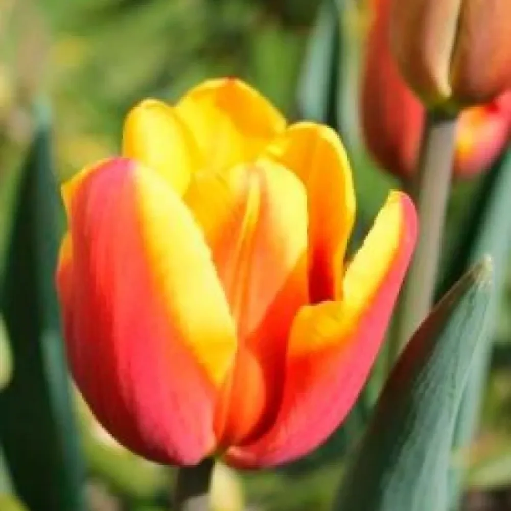 Tulipán Denmark (červený)