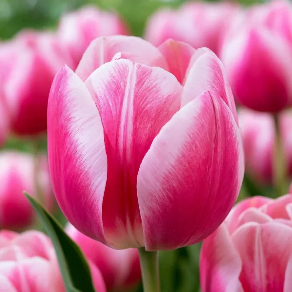 Tulipán Mata Hari (krémový)