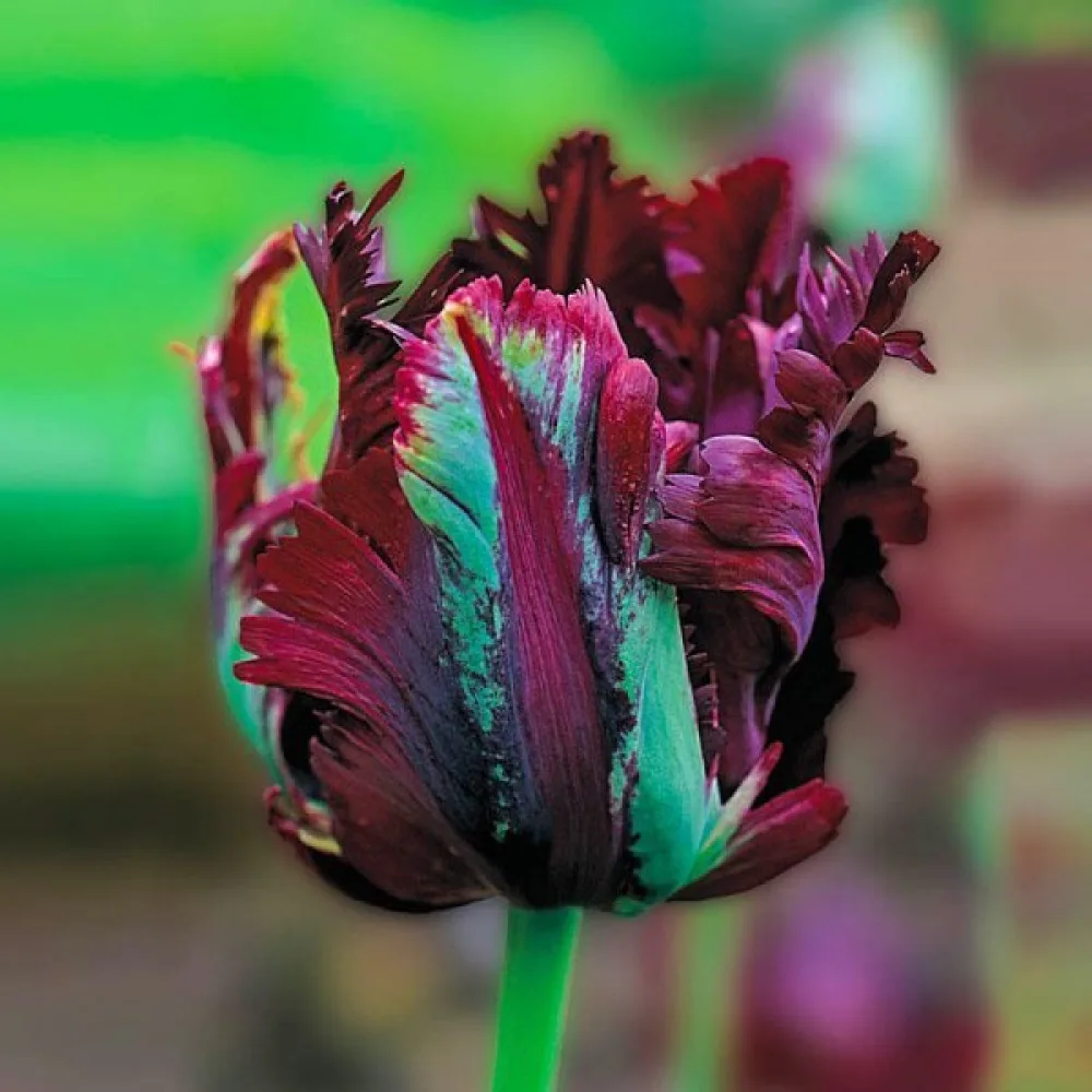 Tulipán Black Parrot (čierny)