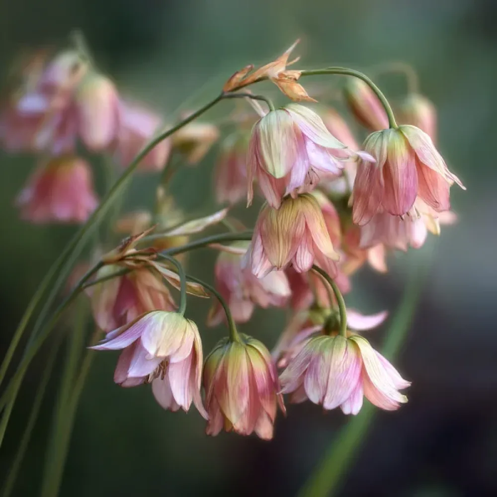 Nectaroscordum siculum ssp bulgaricum (krémový)
