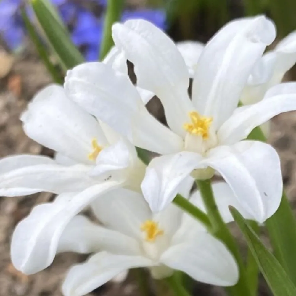 Ladonička Luciliae Alba (snehobiela)