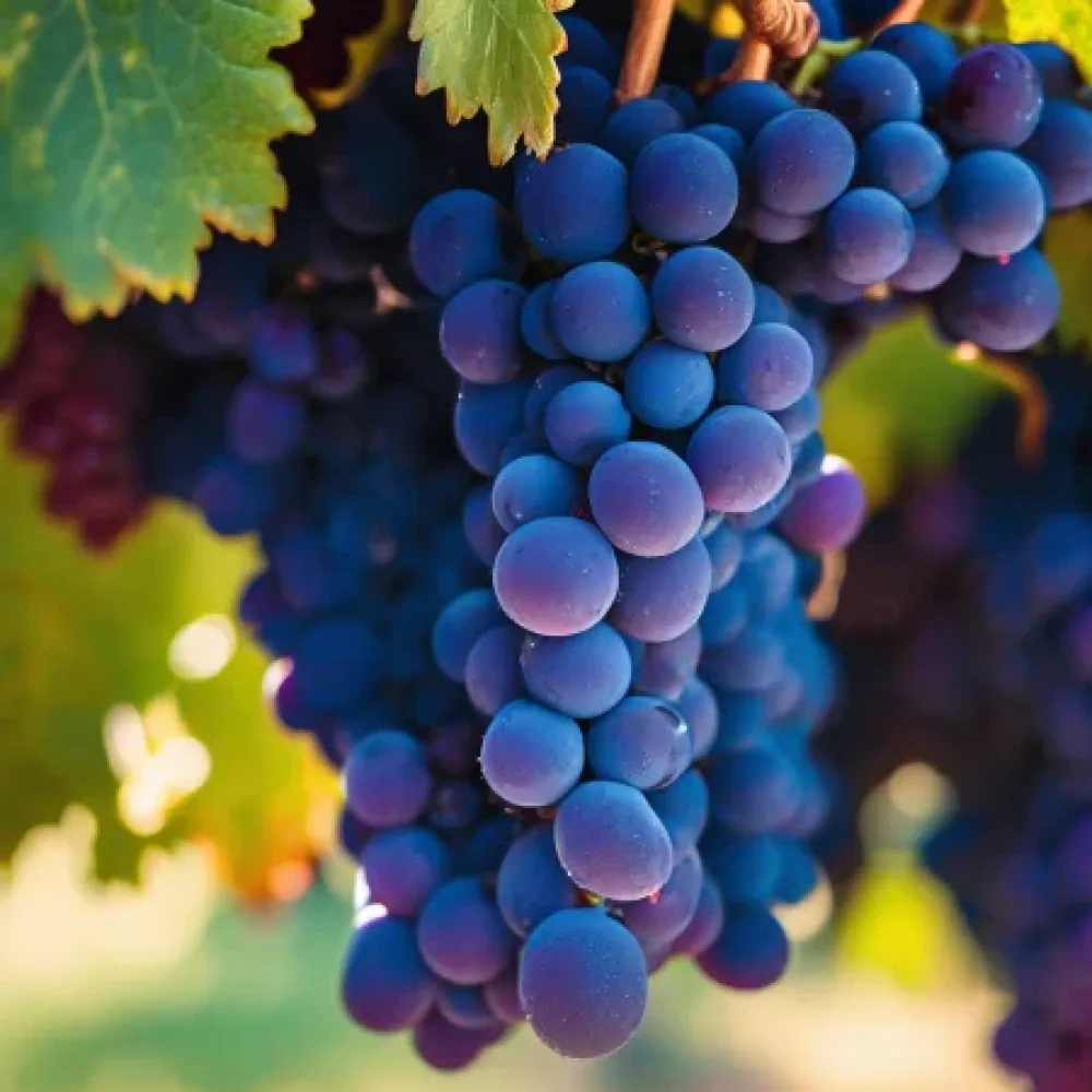 Vinič odroda Syrah - skoro dozrievajúca