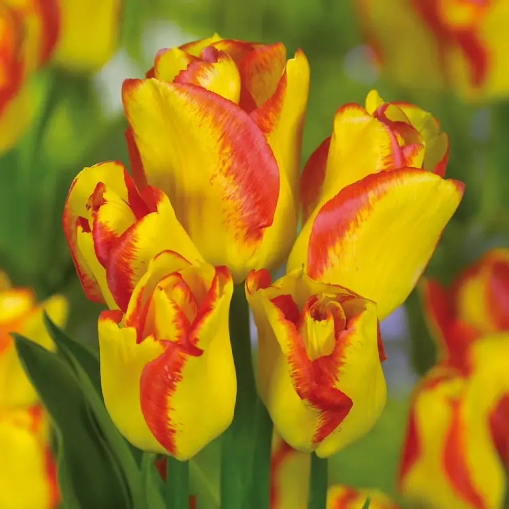 Tulipán Outbreak (oranžový)