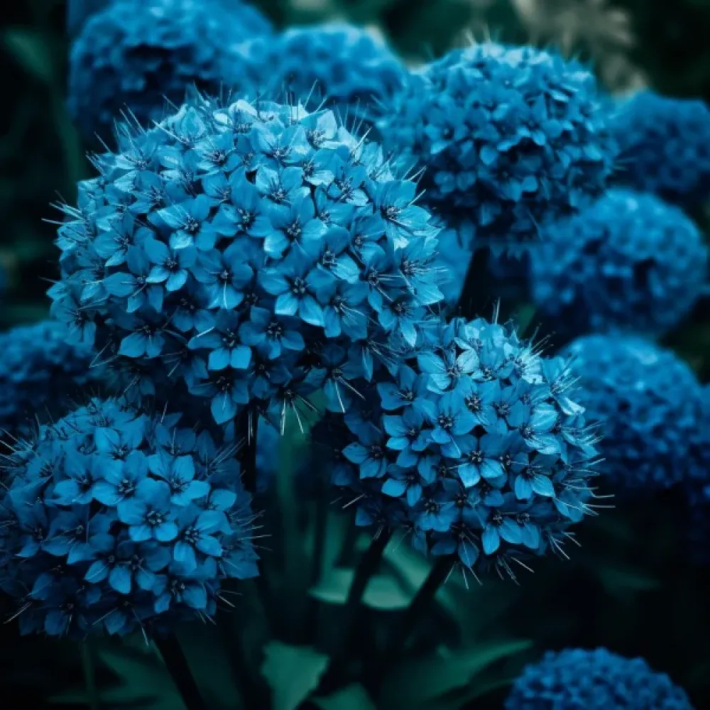 Okrasný cesnak CAERULEUM (AZUREUM) (azúrový)