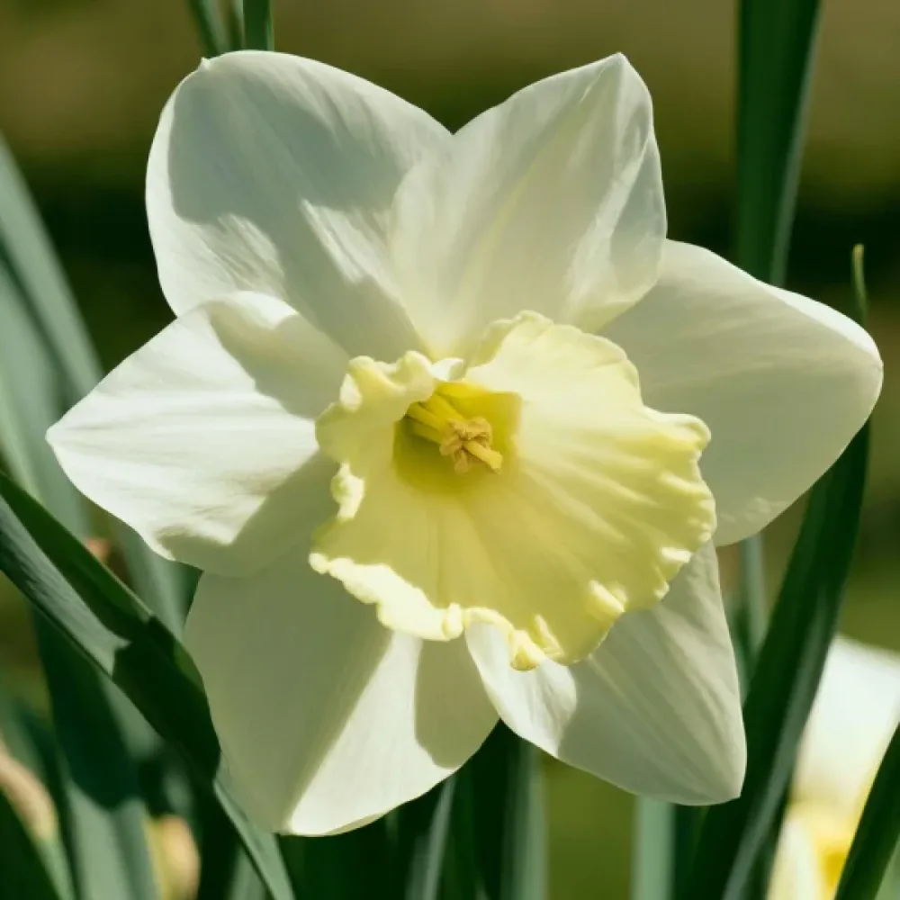 Narcis Pueblo Bis (krémový)