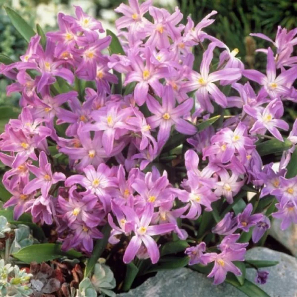 Chionodoxa Pink giant (ružová)