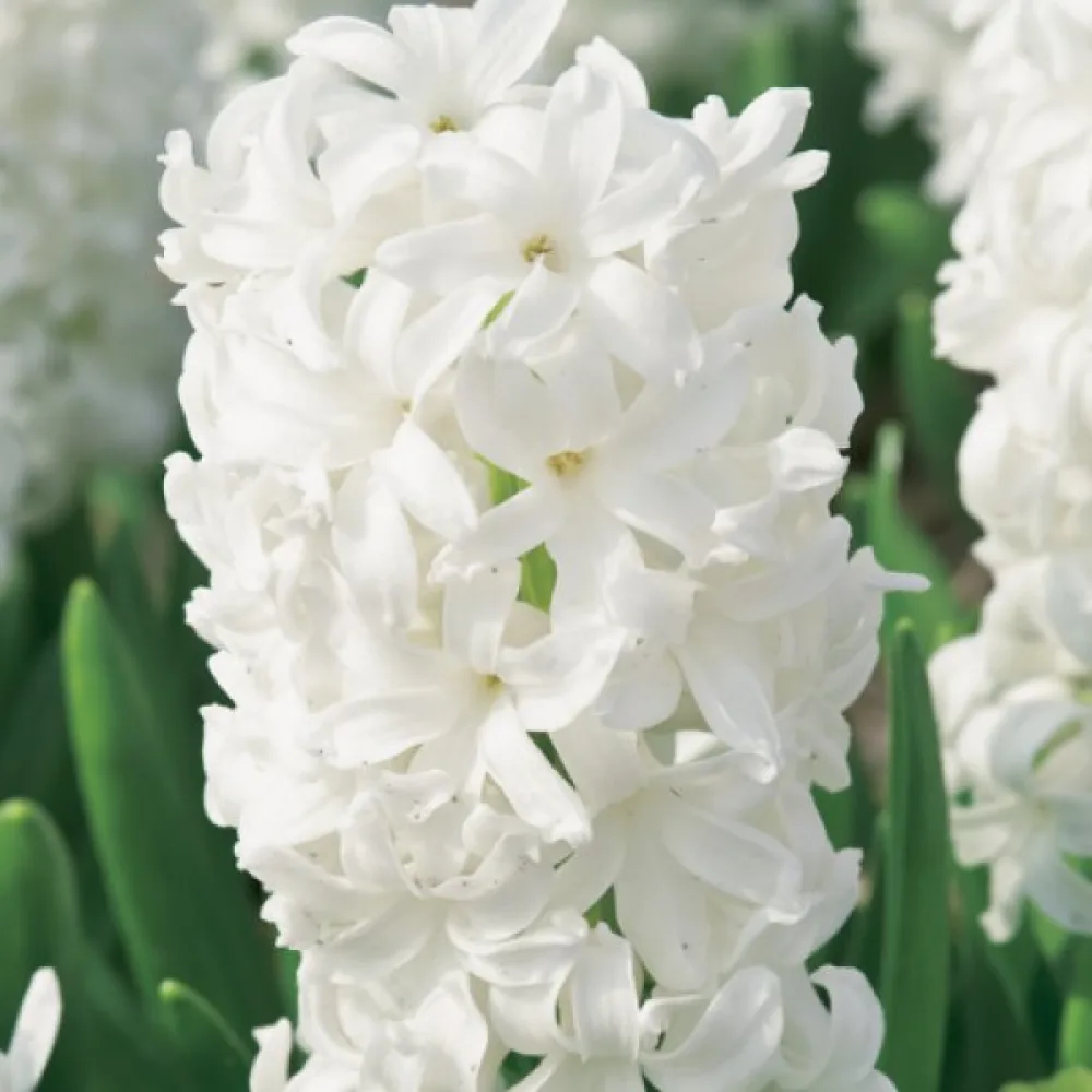 Hyacint White Pearl (biely)