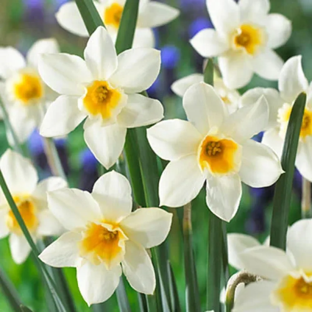 Narcis Sweet love