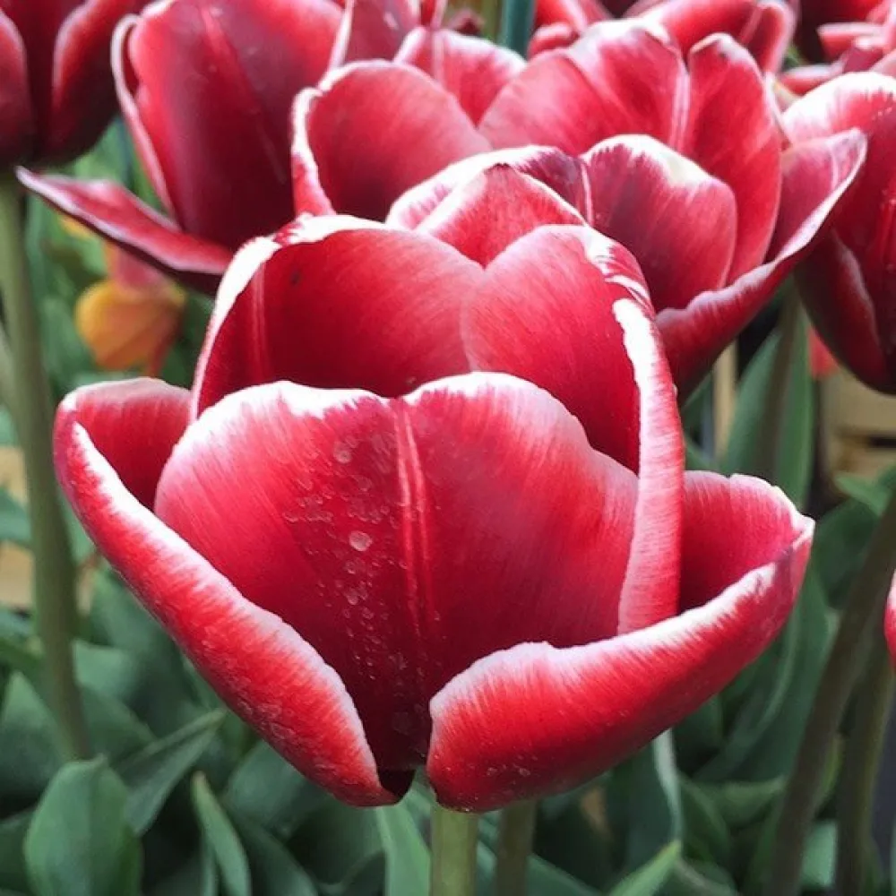 Tulipán Armani (vínový)