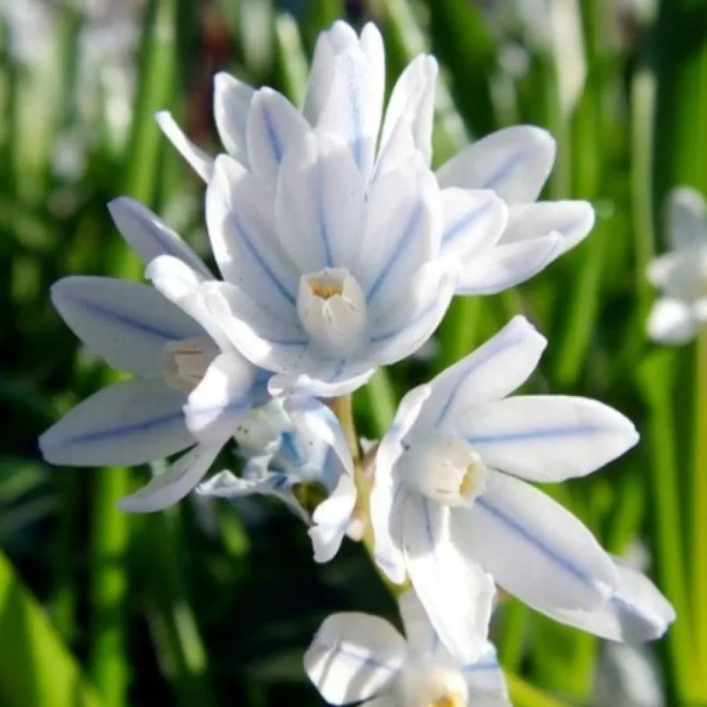 Puškínia scilloides var. libanotica (modrá)