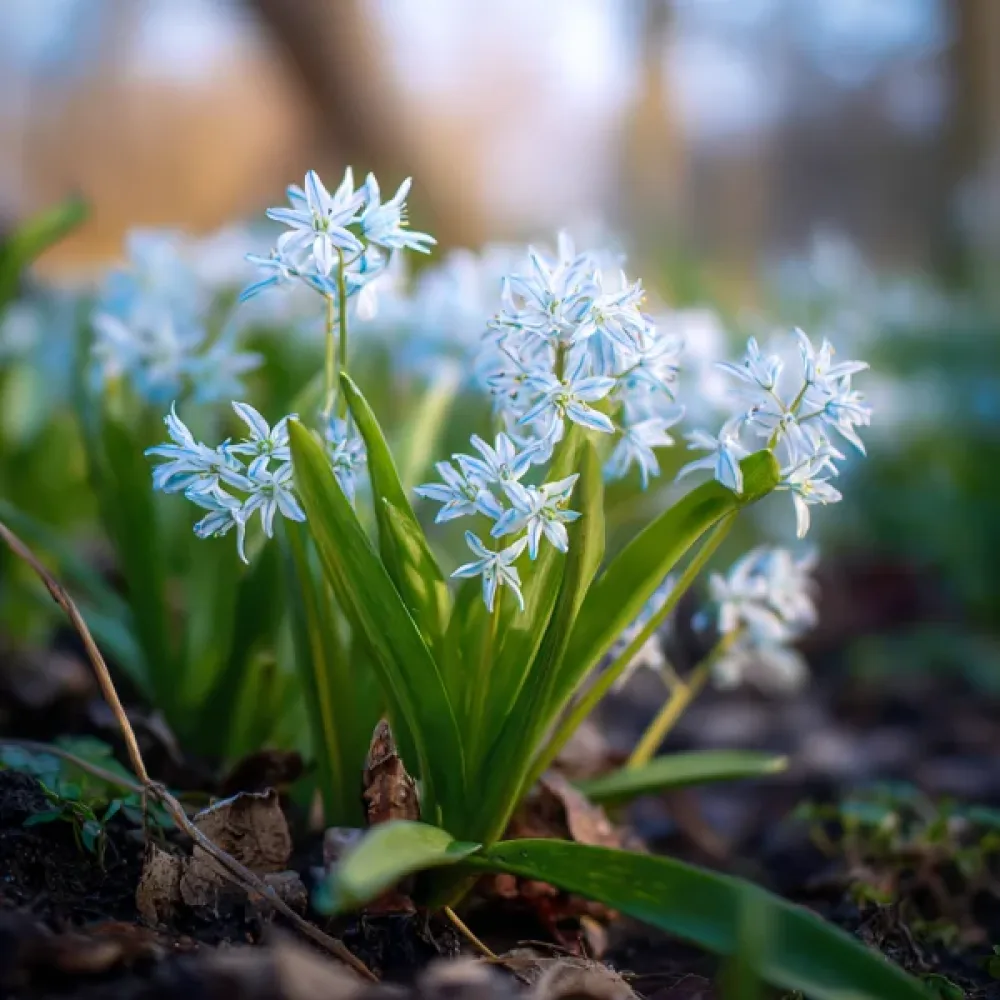 Scila Siberica Alba (biela)