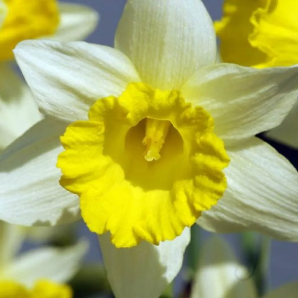 Narcis Topolino (žltý)