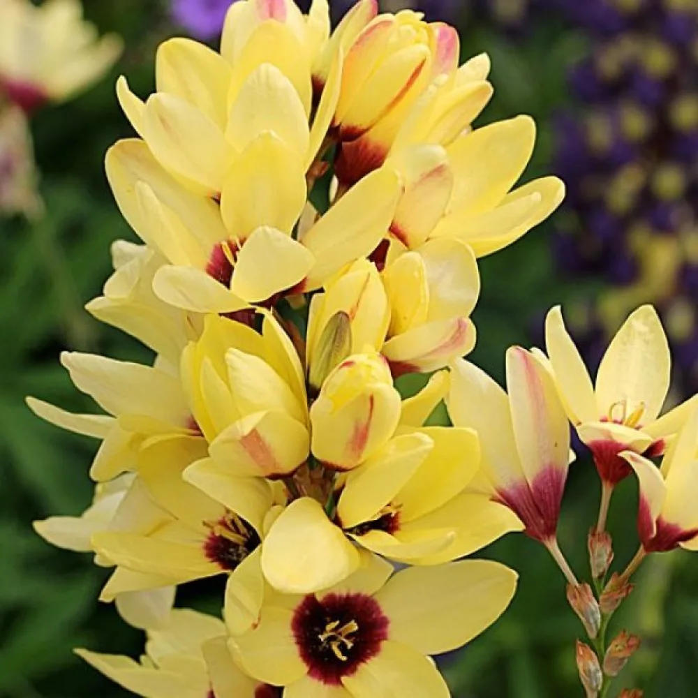 Ixia YELLOW EMPEROR