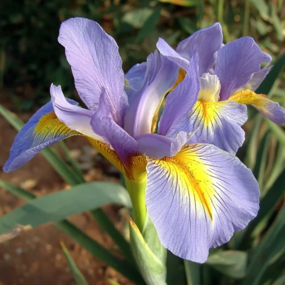 Kosatec King Mauve (fialový)
