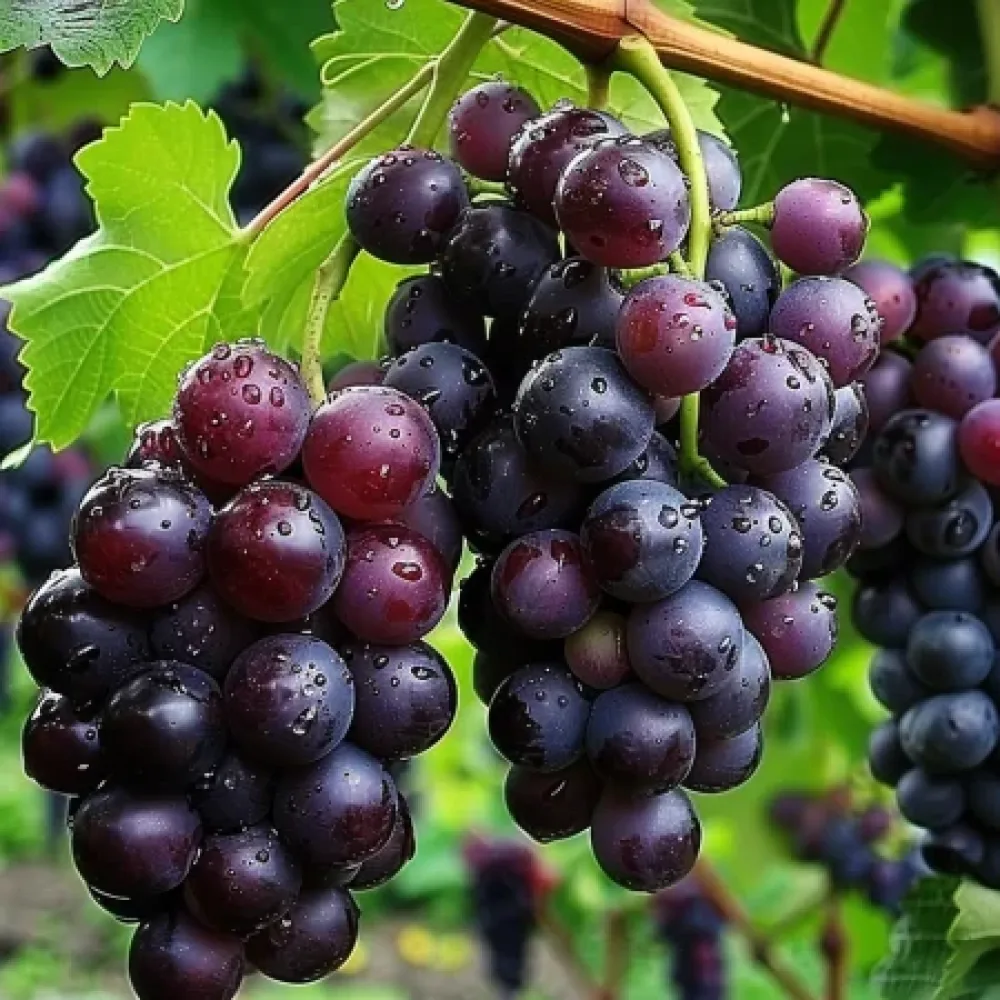 Vinič Siana - červená stolová odroda hrozna - neskoro dozrievajúca