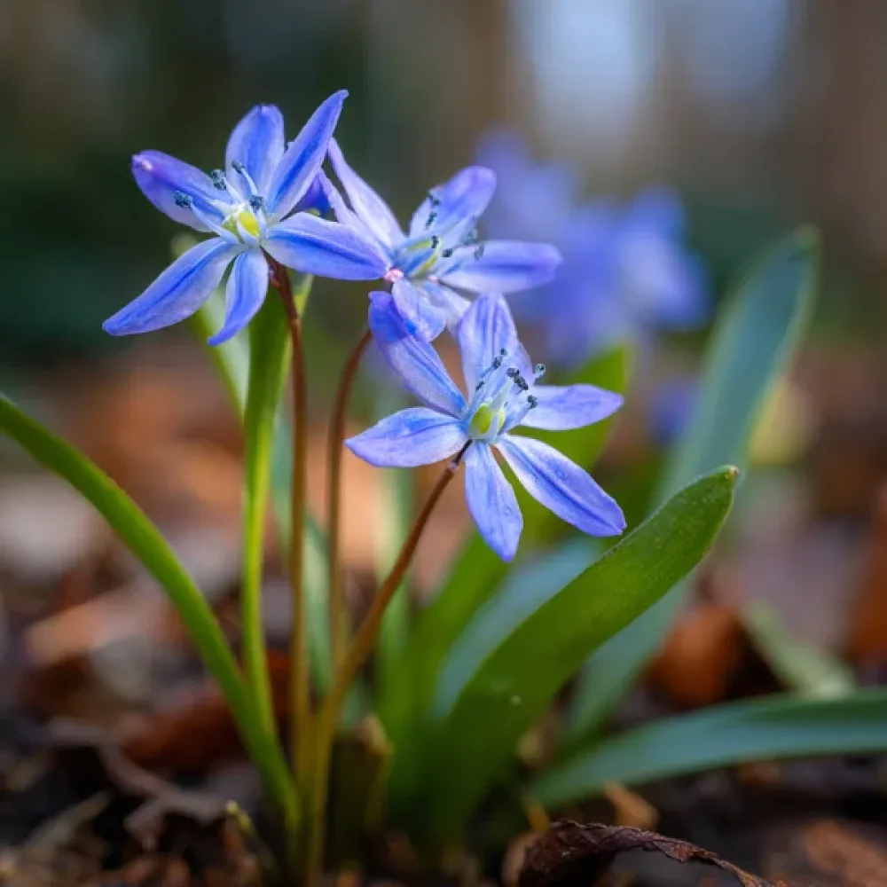 Scila dvojlistá bifolia Blue (modrá)