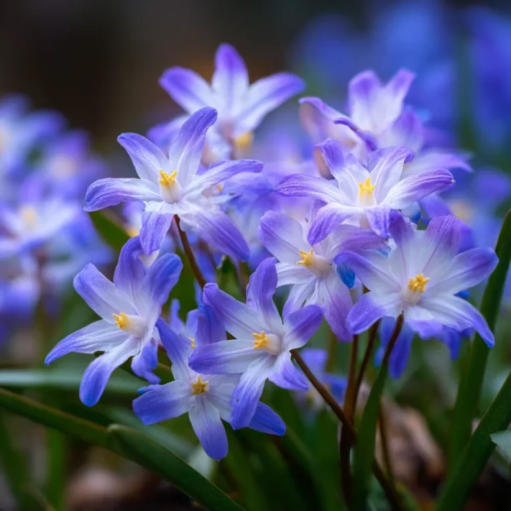 Chionodoxa Forbesii (modrá)