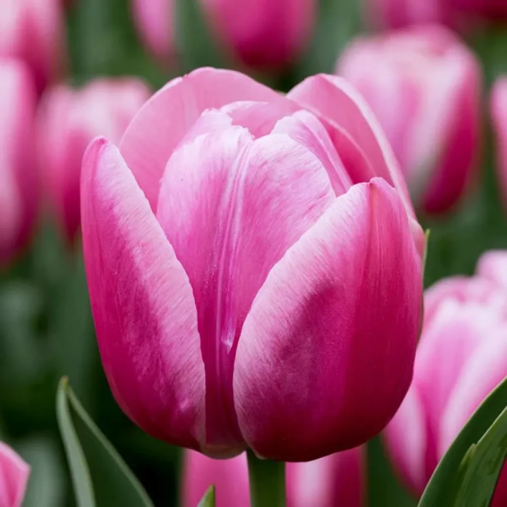 Tulipán Royal Ten (ružový)