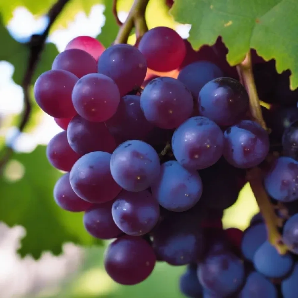 Vinič Rusenski misket – červená stolová odroda hrozna, skorá