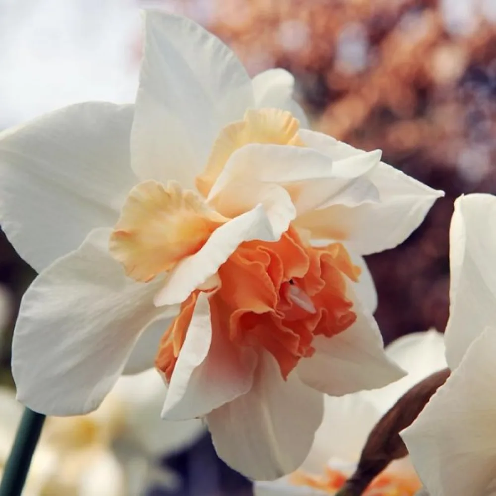 Narcis Replete (strapatý)